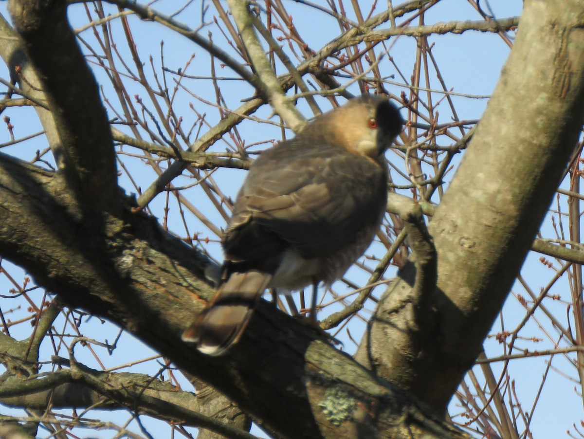 Cooper's Hawk - ML646254470