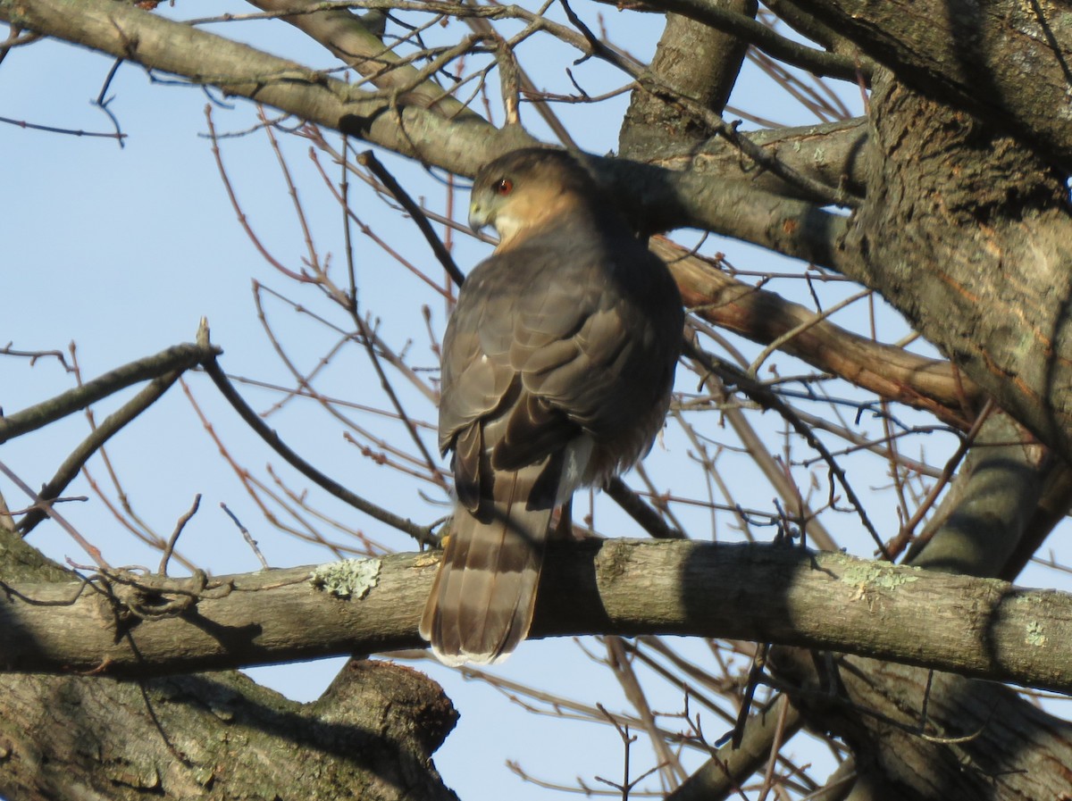 Cooper's Hawk - ML646254473