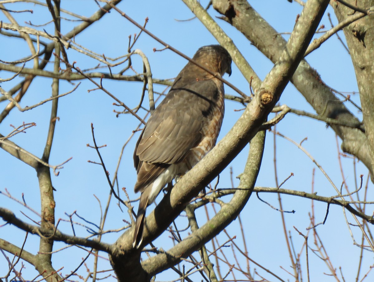 Cooper's Hawk - ML646254474