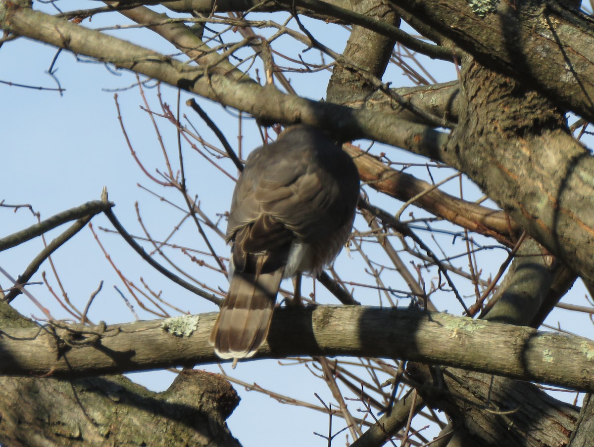 Cooper's Hawk - ML646254475