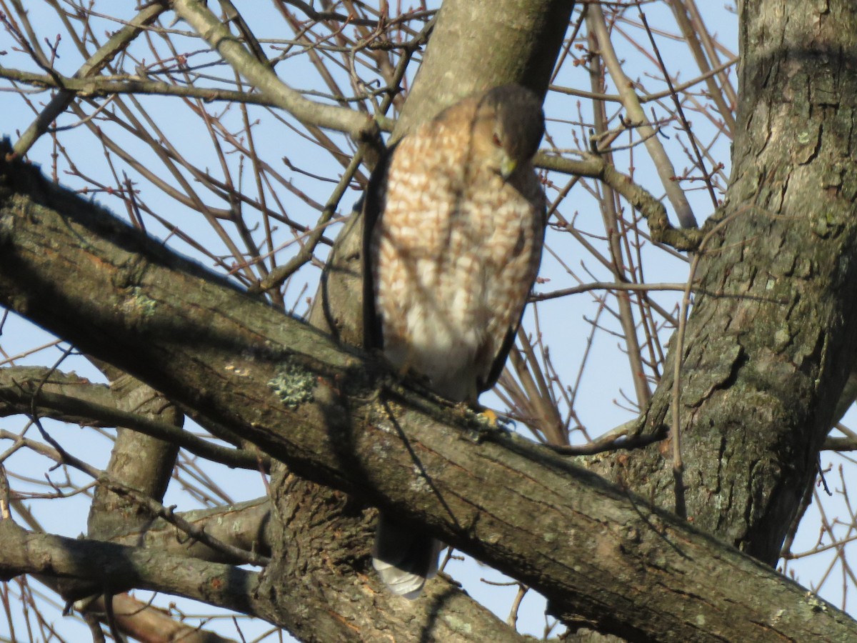 Cooper's Hawk - ML646254477