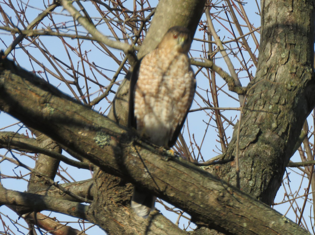 Cooper's Hawk - ML646254478