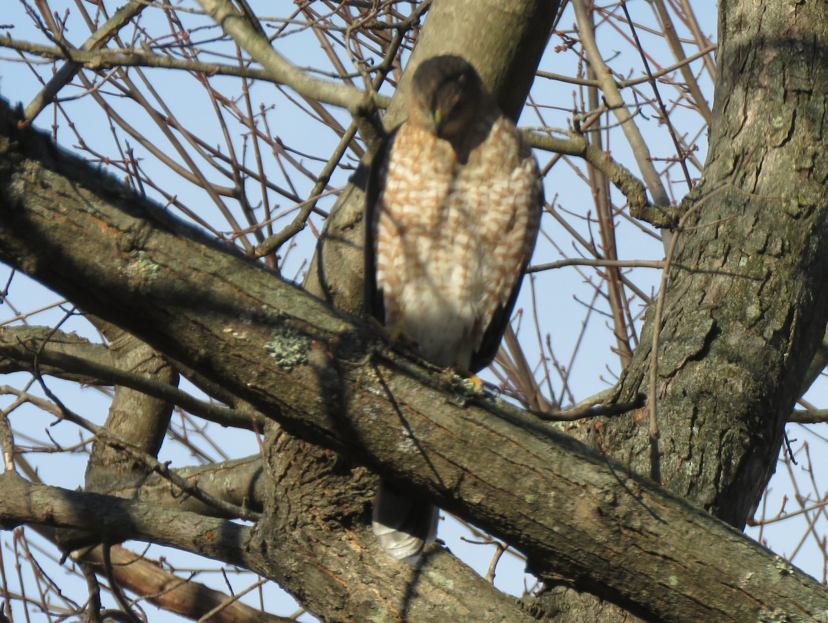 Cooper's Hawk - ML646254479