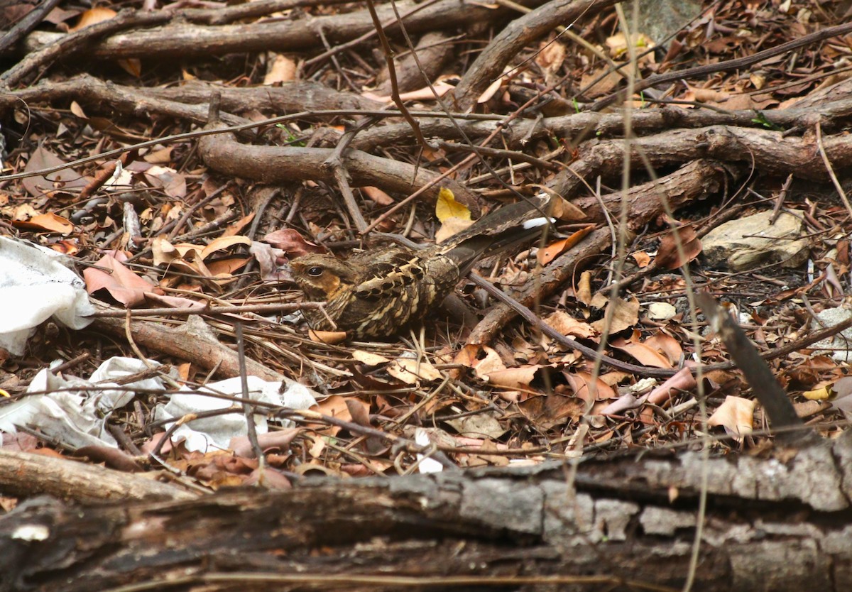 Пораке - ML646254485