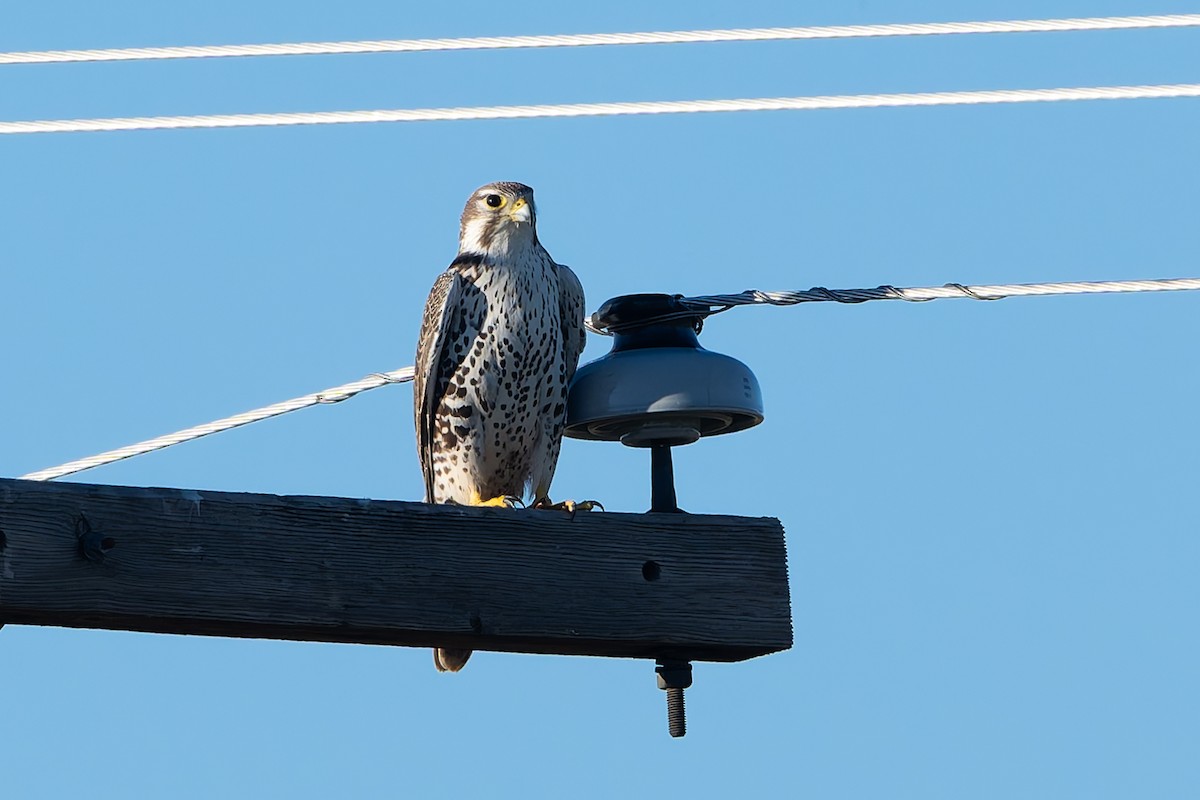 Мексиканский сокол - ML646254487