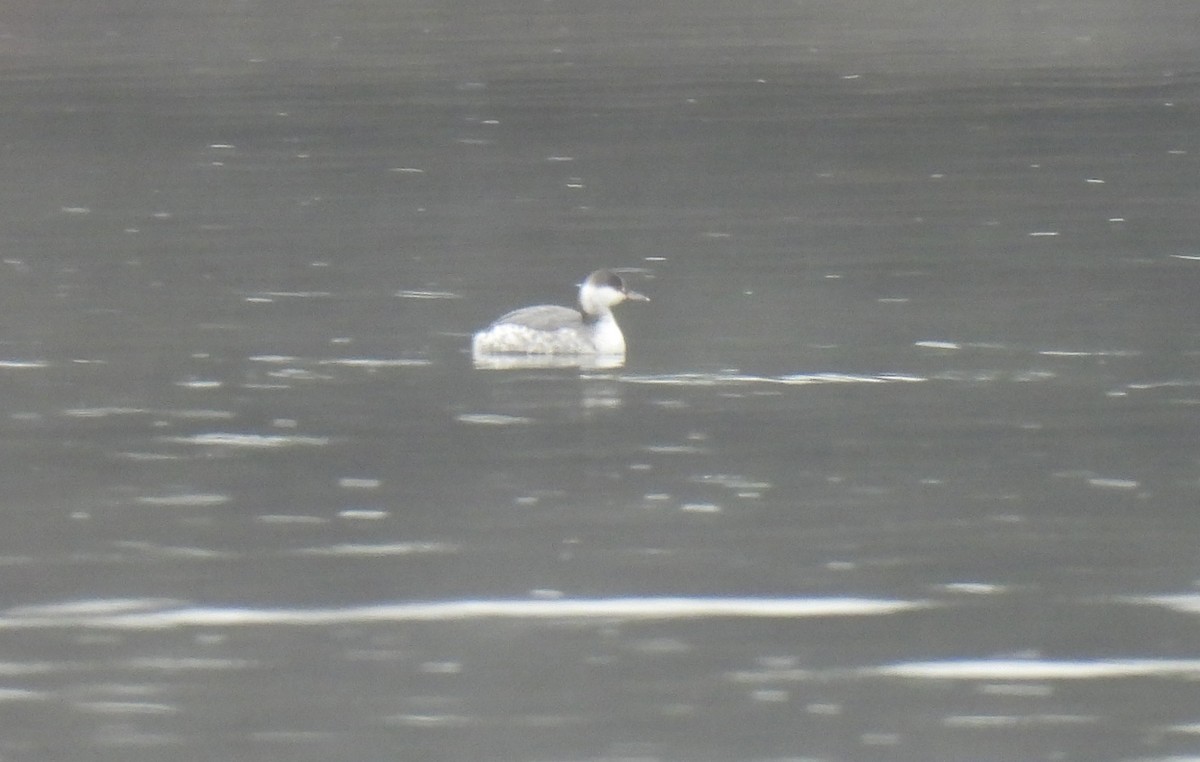 Horned Grebe - ML646254489