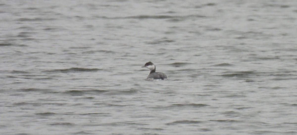 Horned Grebe - ML646254490