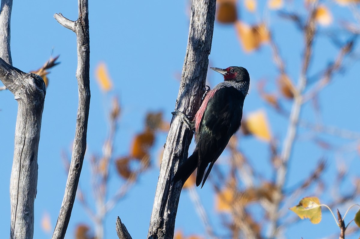 Краснолицый дятел - ML646254491