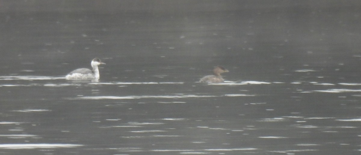 Horned Grebe - ML646254492