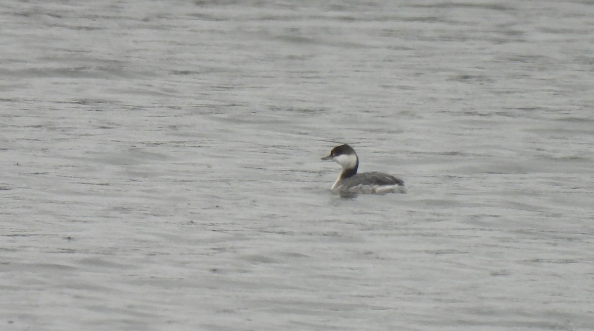Horned Grebe - ML646254493