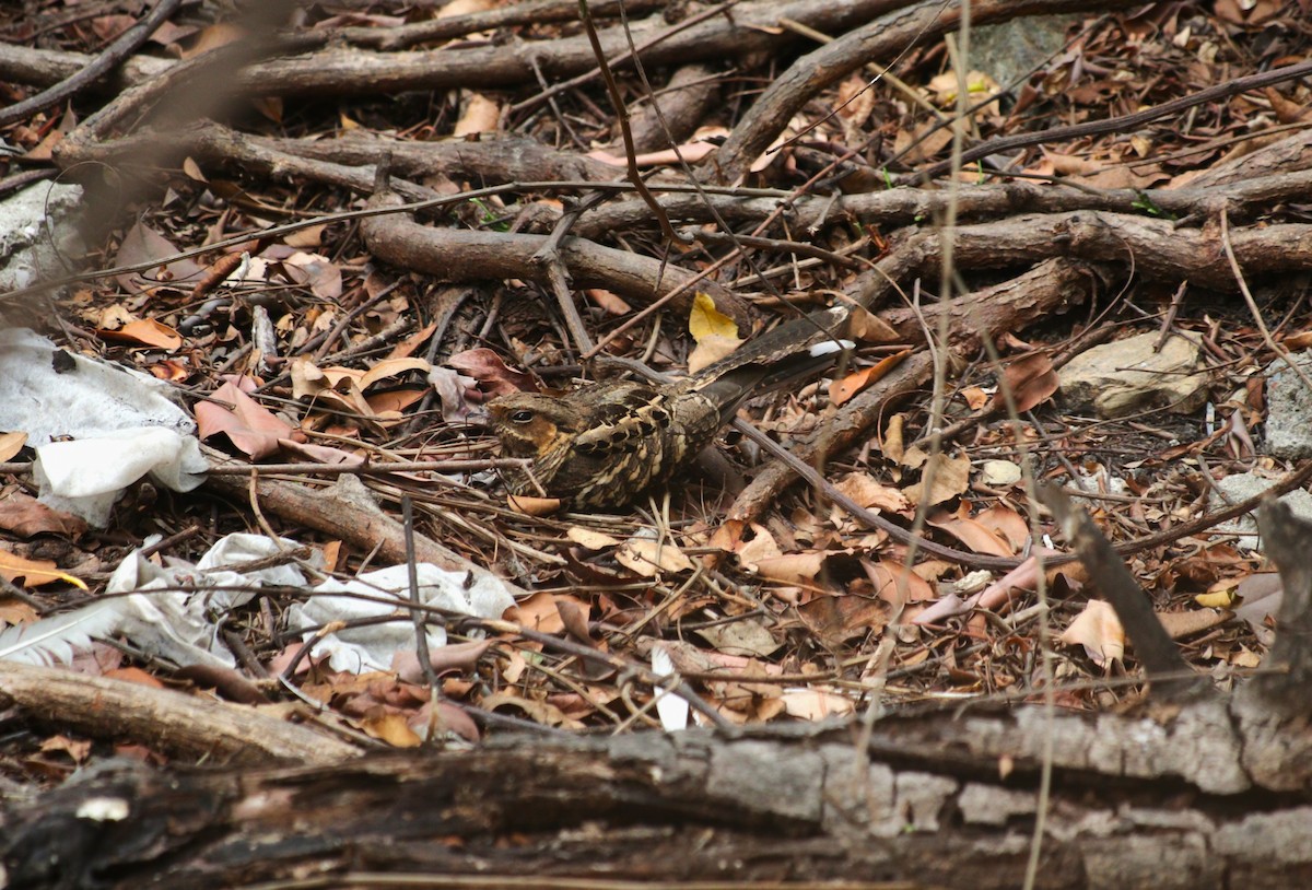 Пораке - ML646254499