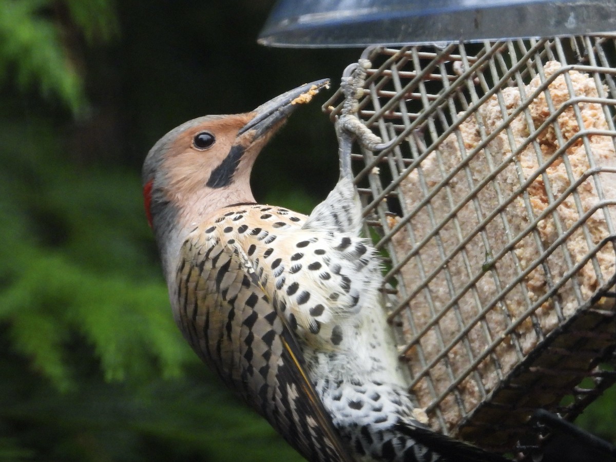 Northern Flicker - ML646254509