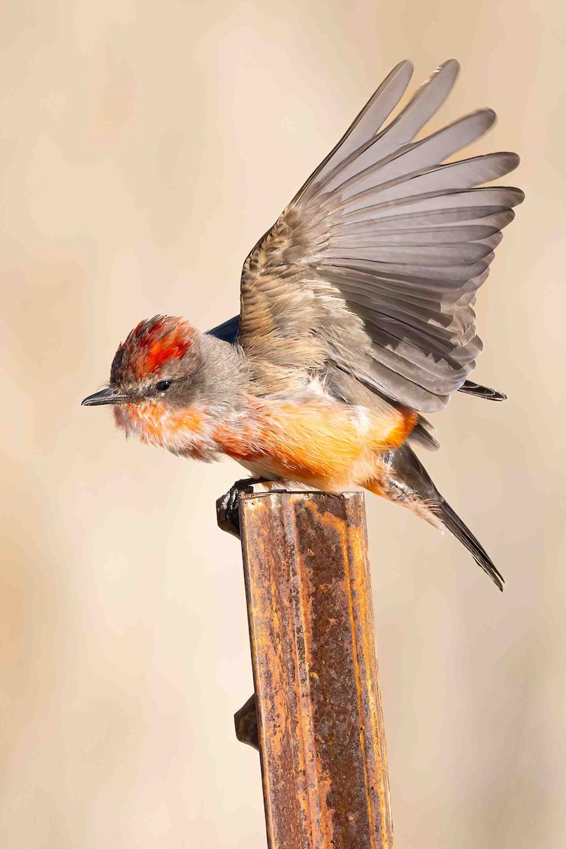 Vermilion Flycatcher - ML646254510