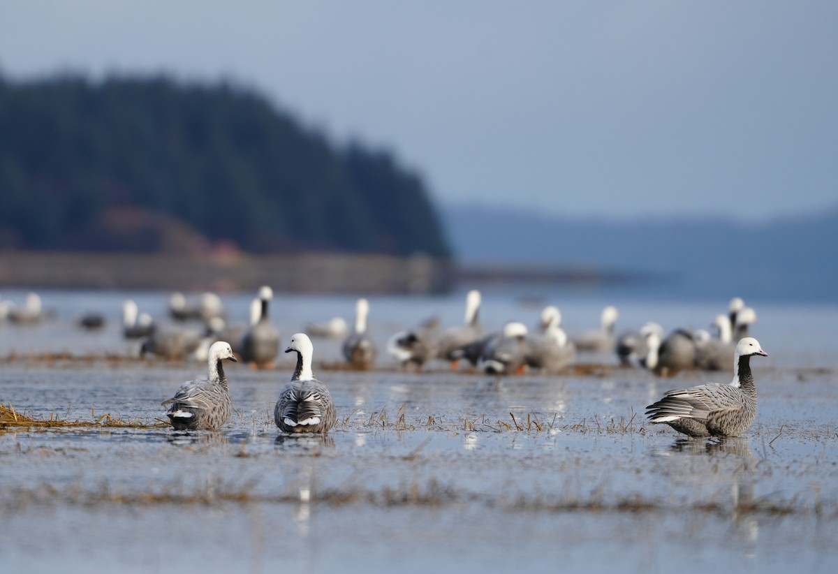 Emperor Goose - ML646254511