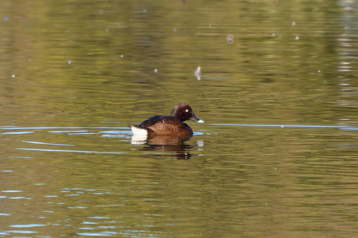 Hardhead - ML646254514