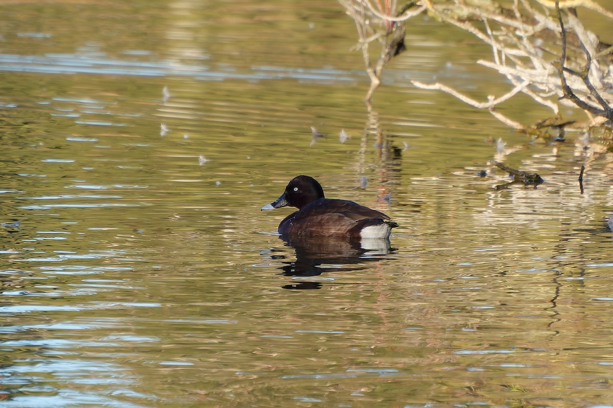 Hardhead - ML646254515