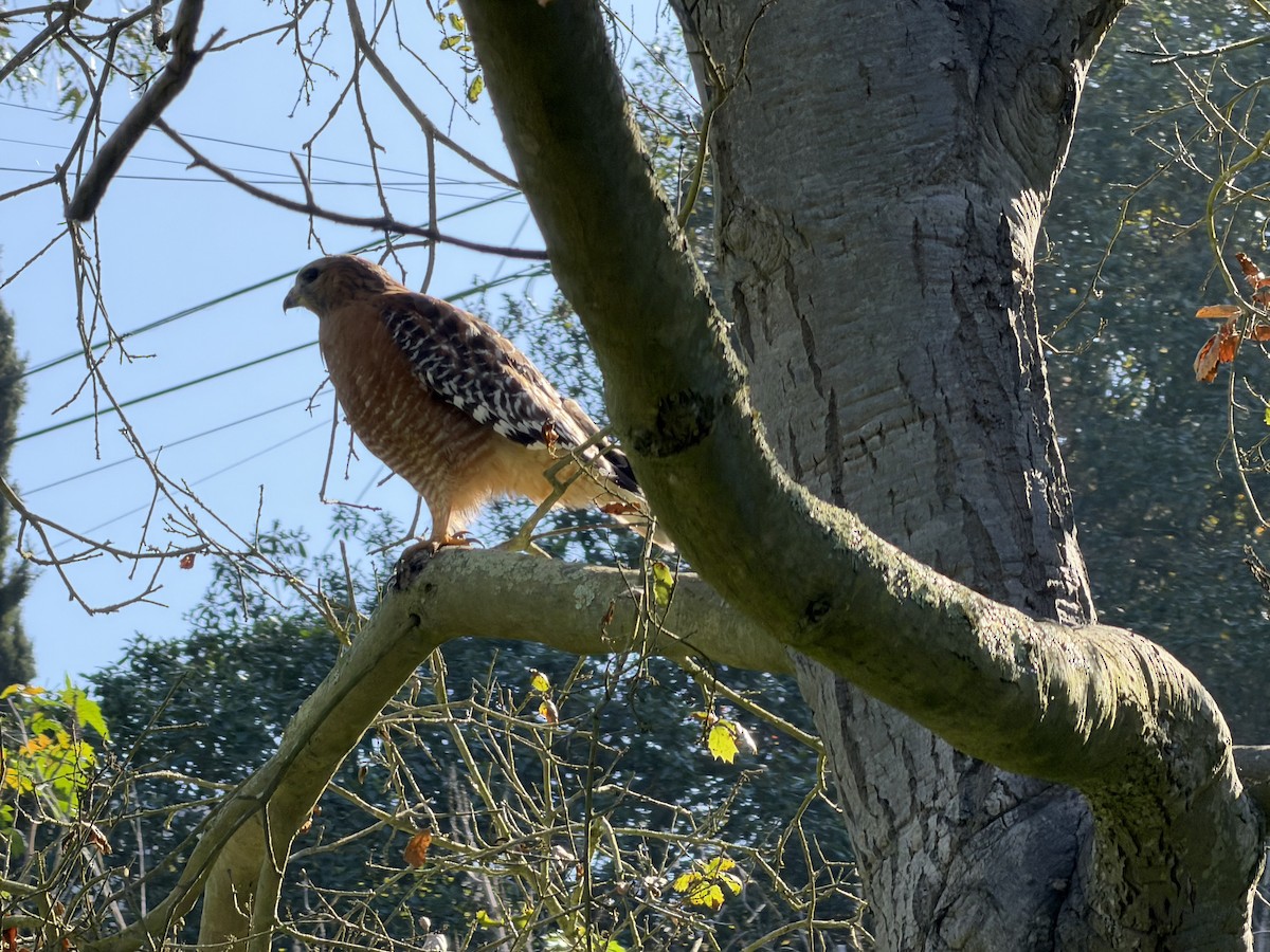 Red-shouldered Hawk - ML646254518