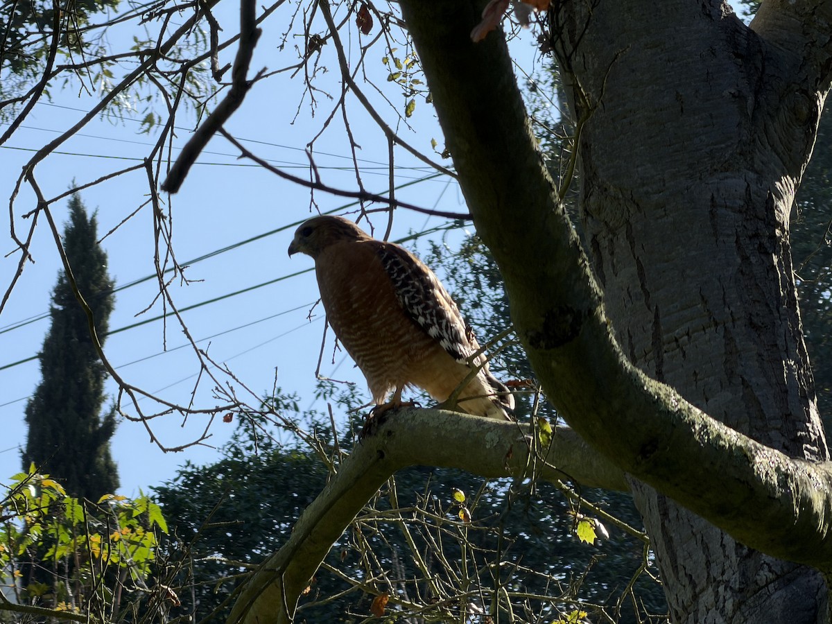 Red-shouldered Hawk - ML646254519