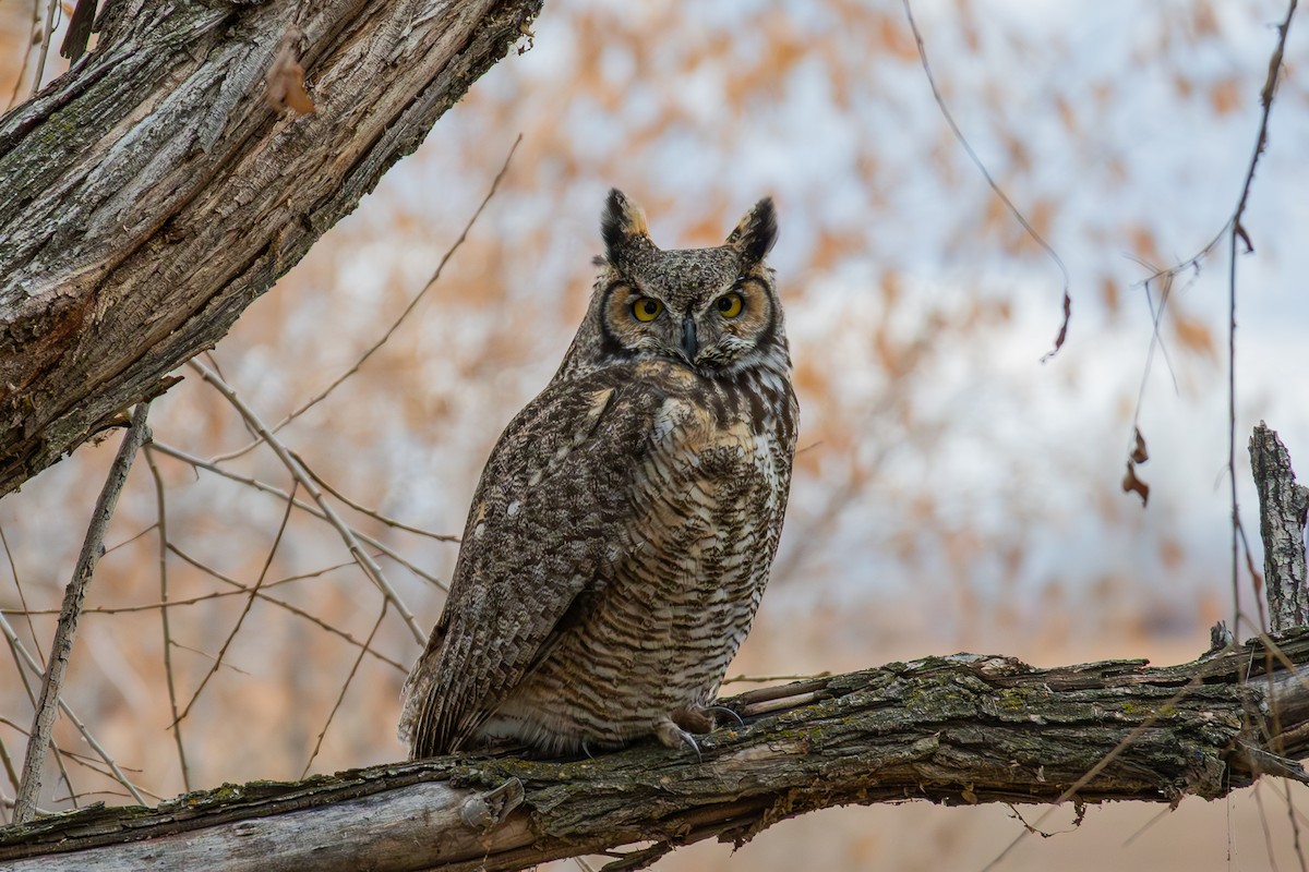 Great Horned Owl - ML646254520
