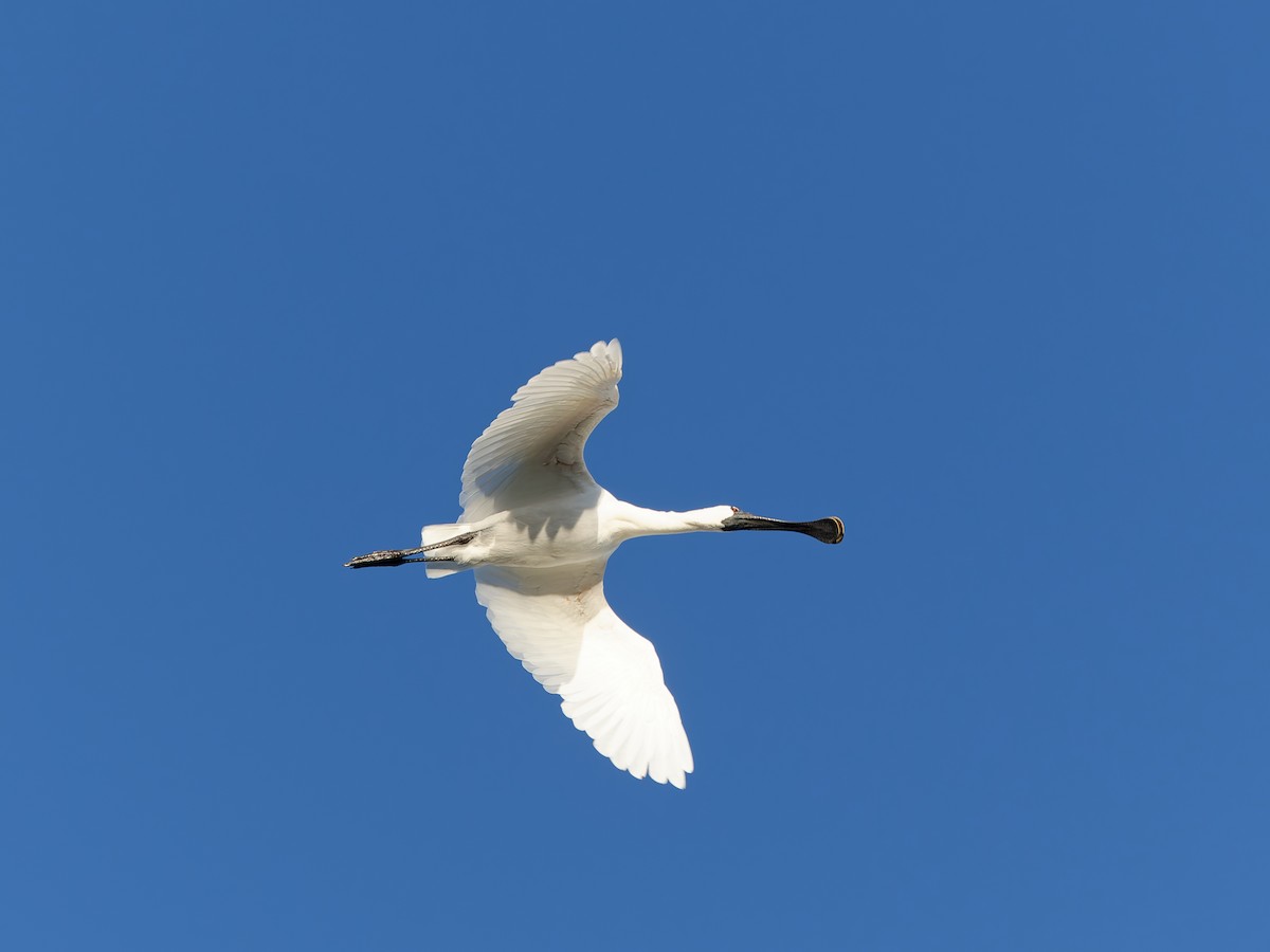 Royal Spoonbill - ML646254521