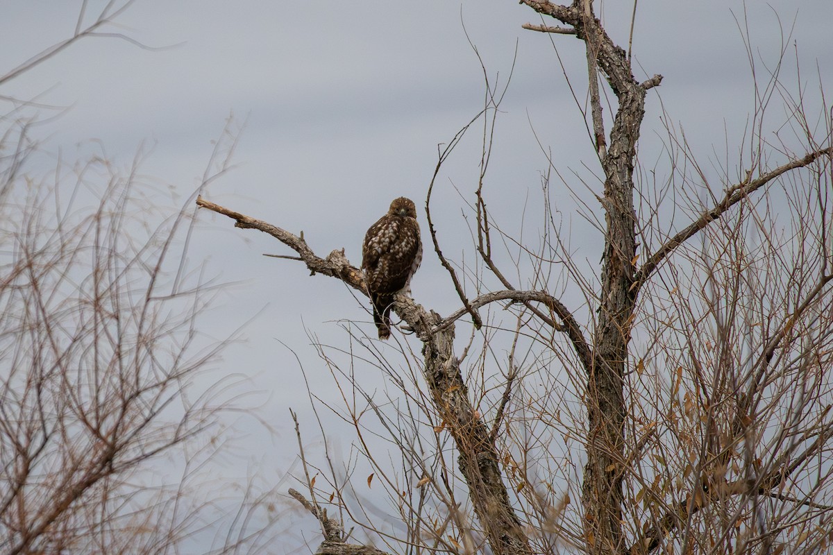 Red-tailed Hawk - ML646254523