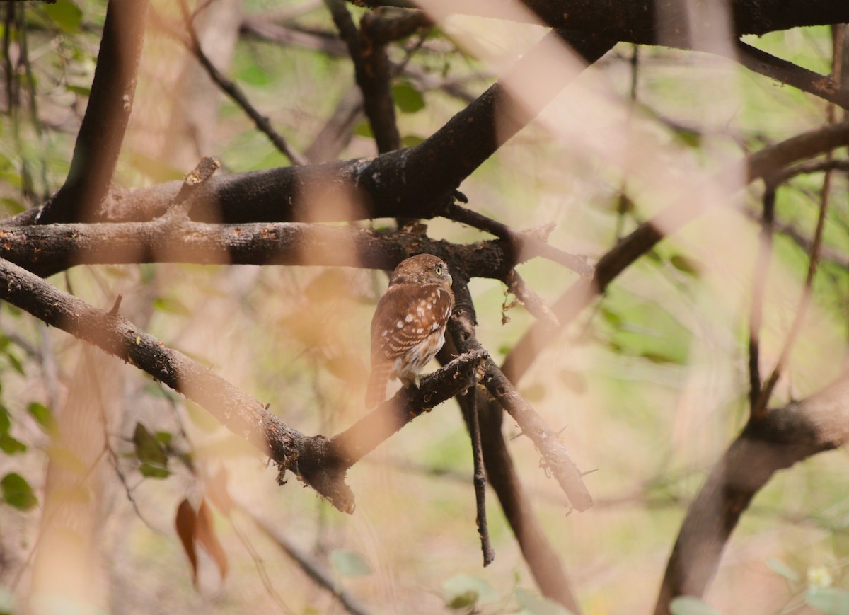 Peruvian Pygmy-Owl - ML646254524