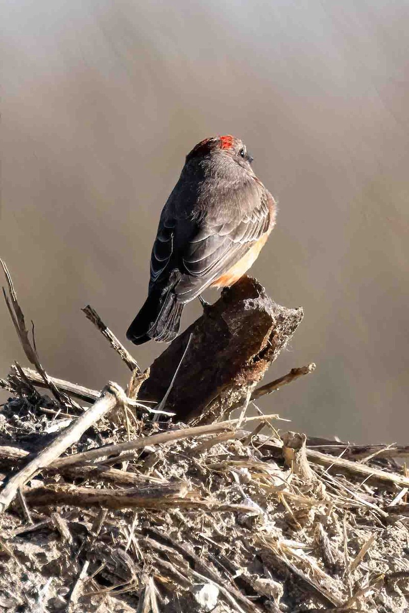 Vermilion Flycatcher - ML646254527