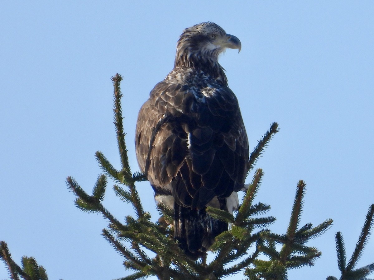 Bald Eagle - ML646254528