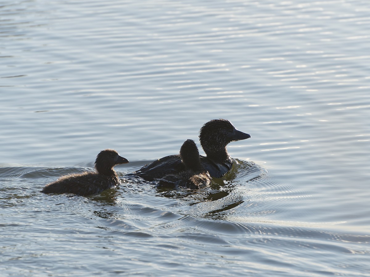 Musk Duck - ML646254544