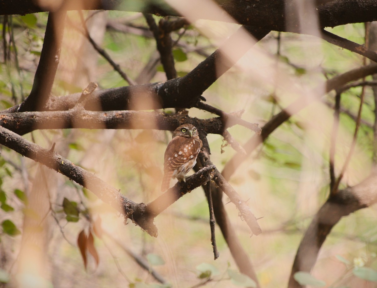 Peruvian Pygmy-Owl - ML646254545
