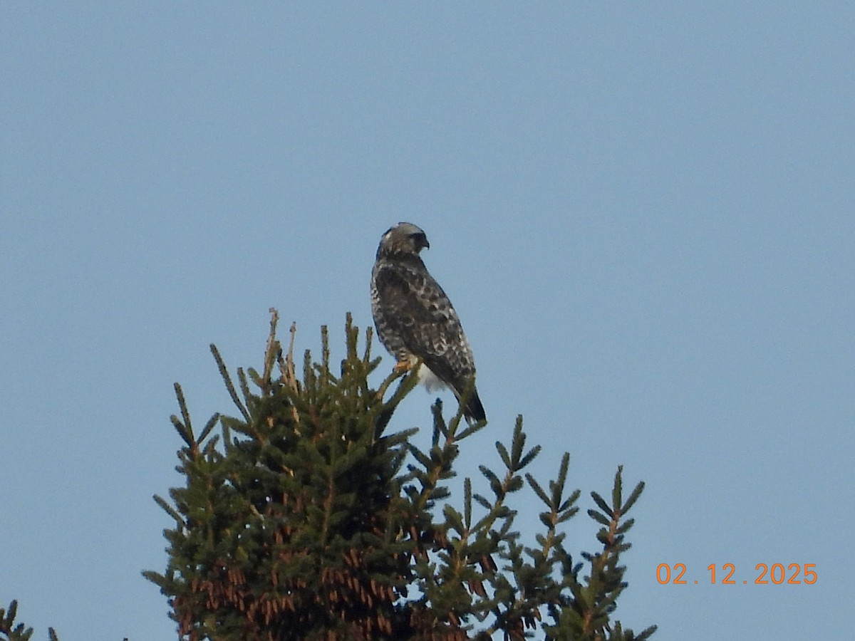 Rough-legged Hawk - ML646254546