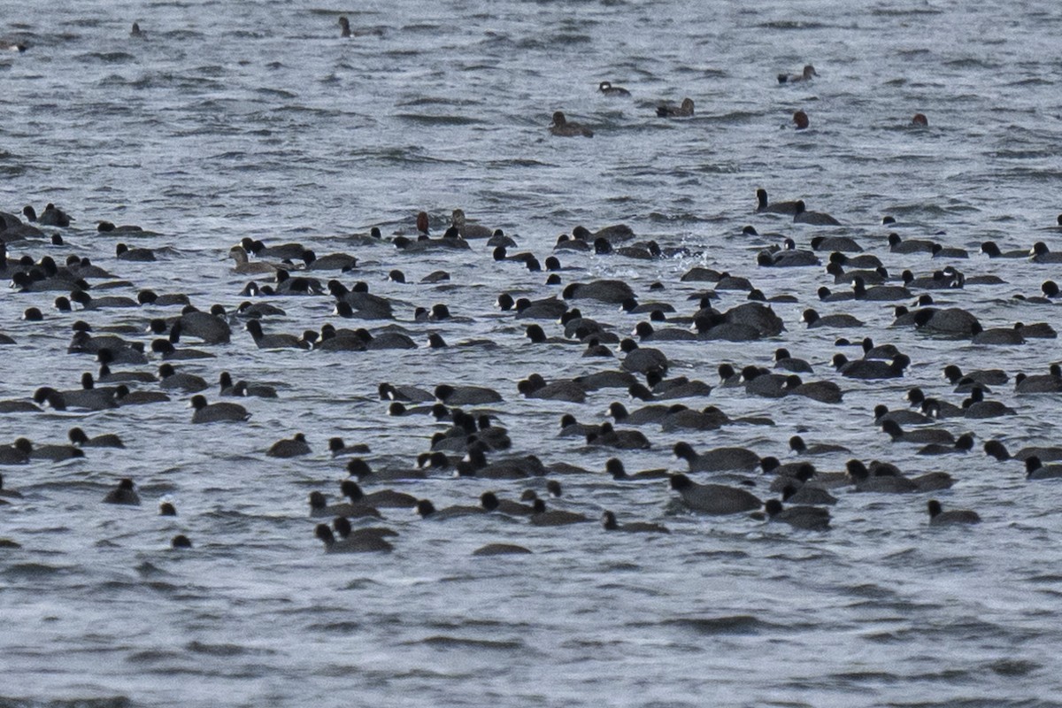 American Coot - ML646254547