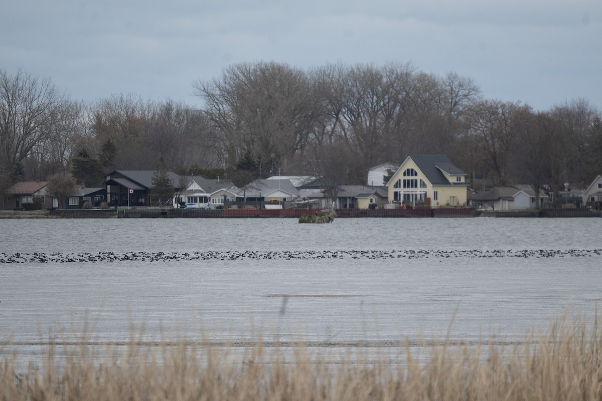 American Coot - ML646254548
