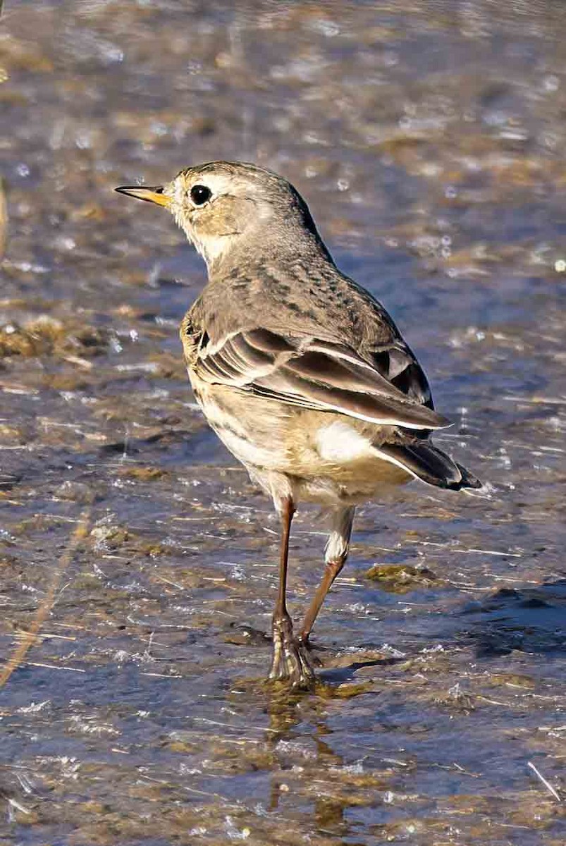 American Pipit - ML646254550
