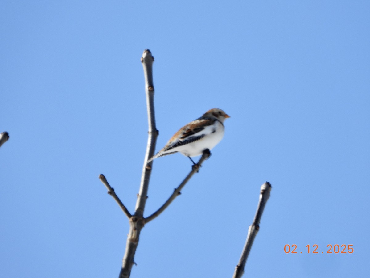Snow Bunting - ML646254551