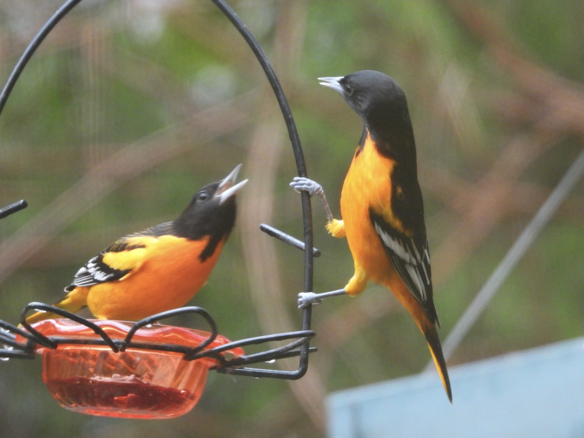 Baltimore Oriole - ML646254552