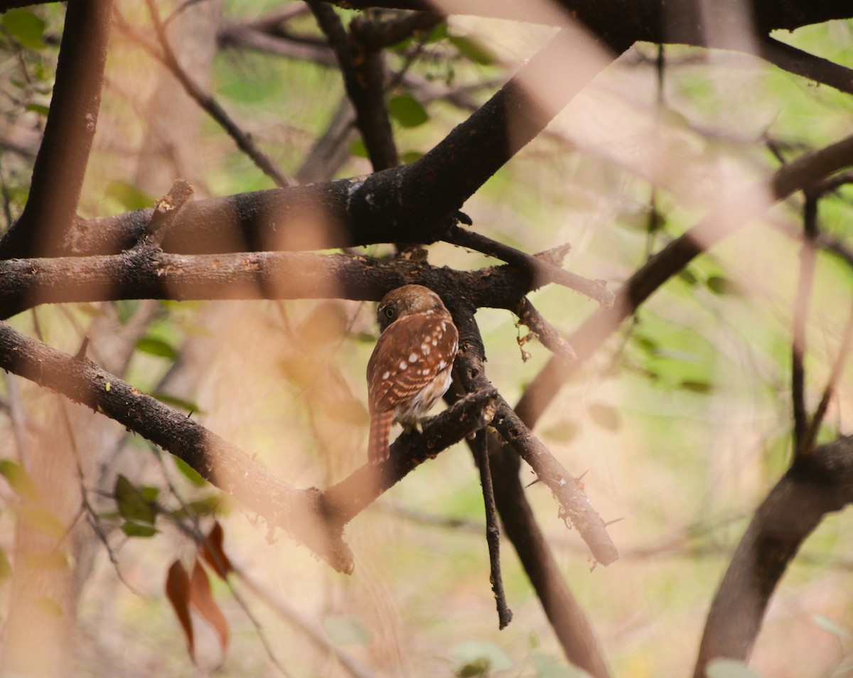 Peruvian Pygmy-Owl - ML646254553