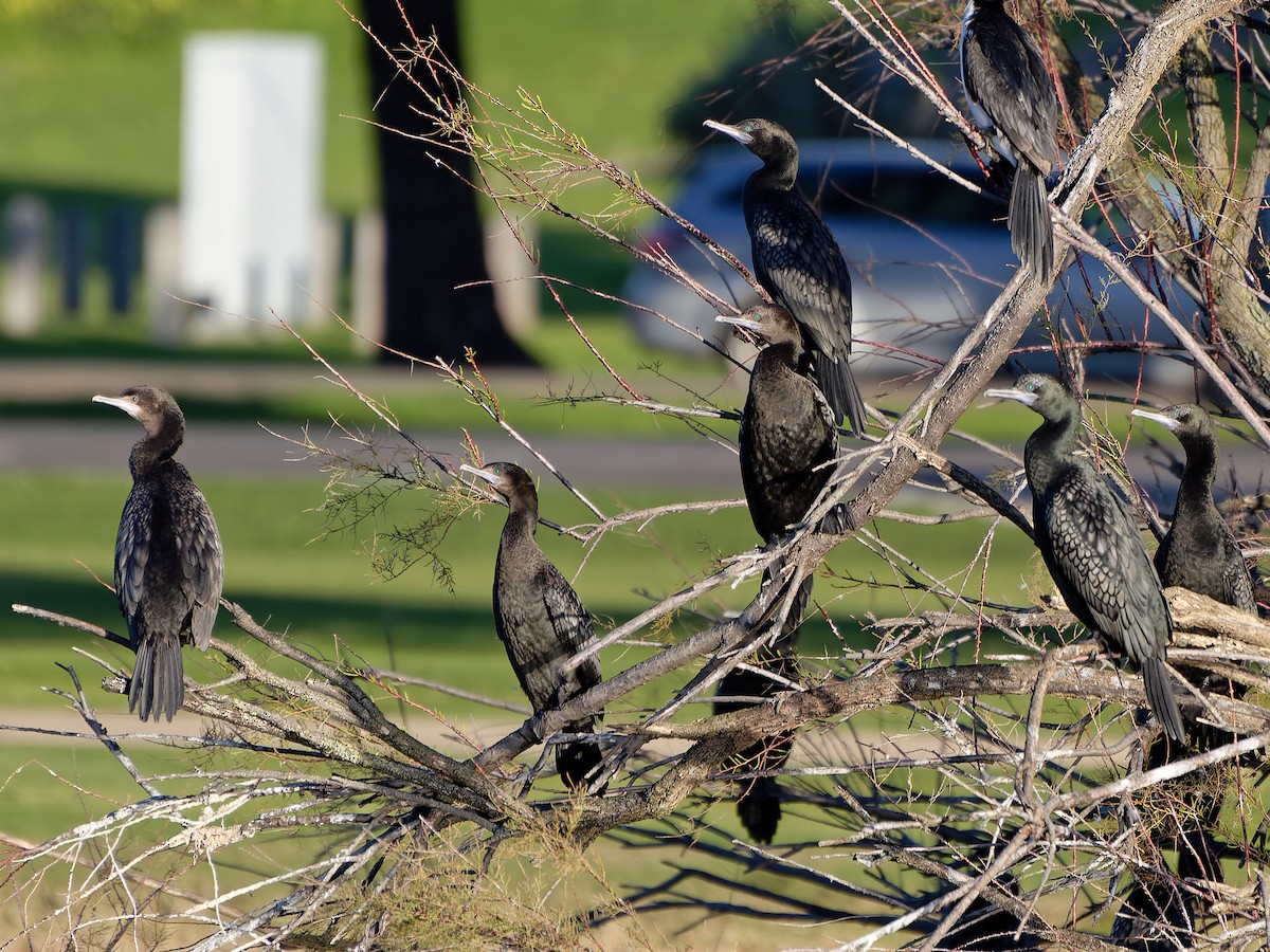 Little Black Cormorant - ML646254556