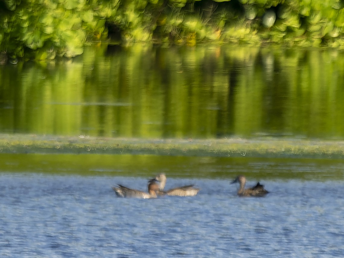 Green-winged Teal (American) - ML646254563