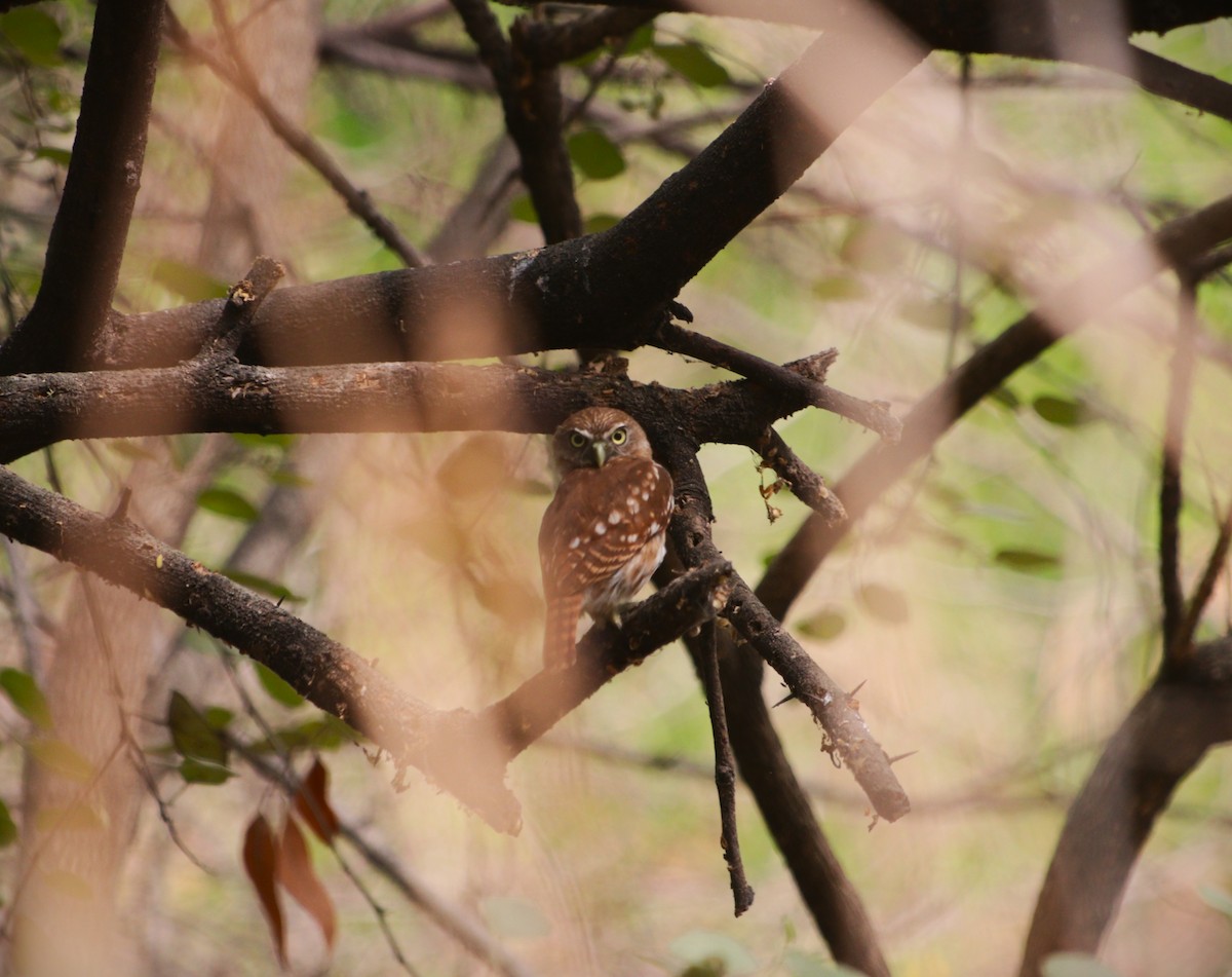 Peruvian Pygmy-Owl - ML646254564