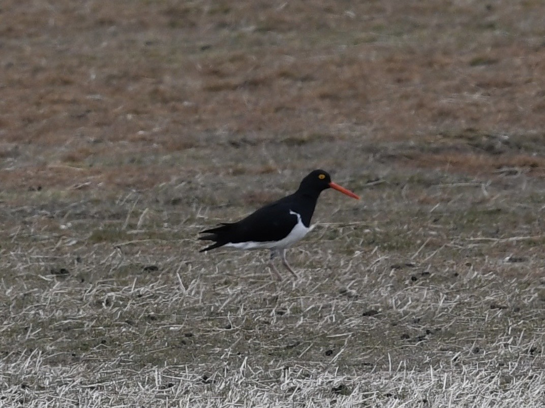 Magellanic Oystercatcher - ML646254565