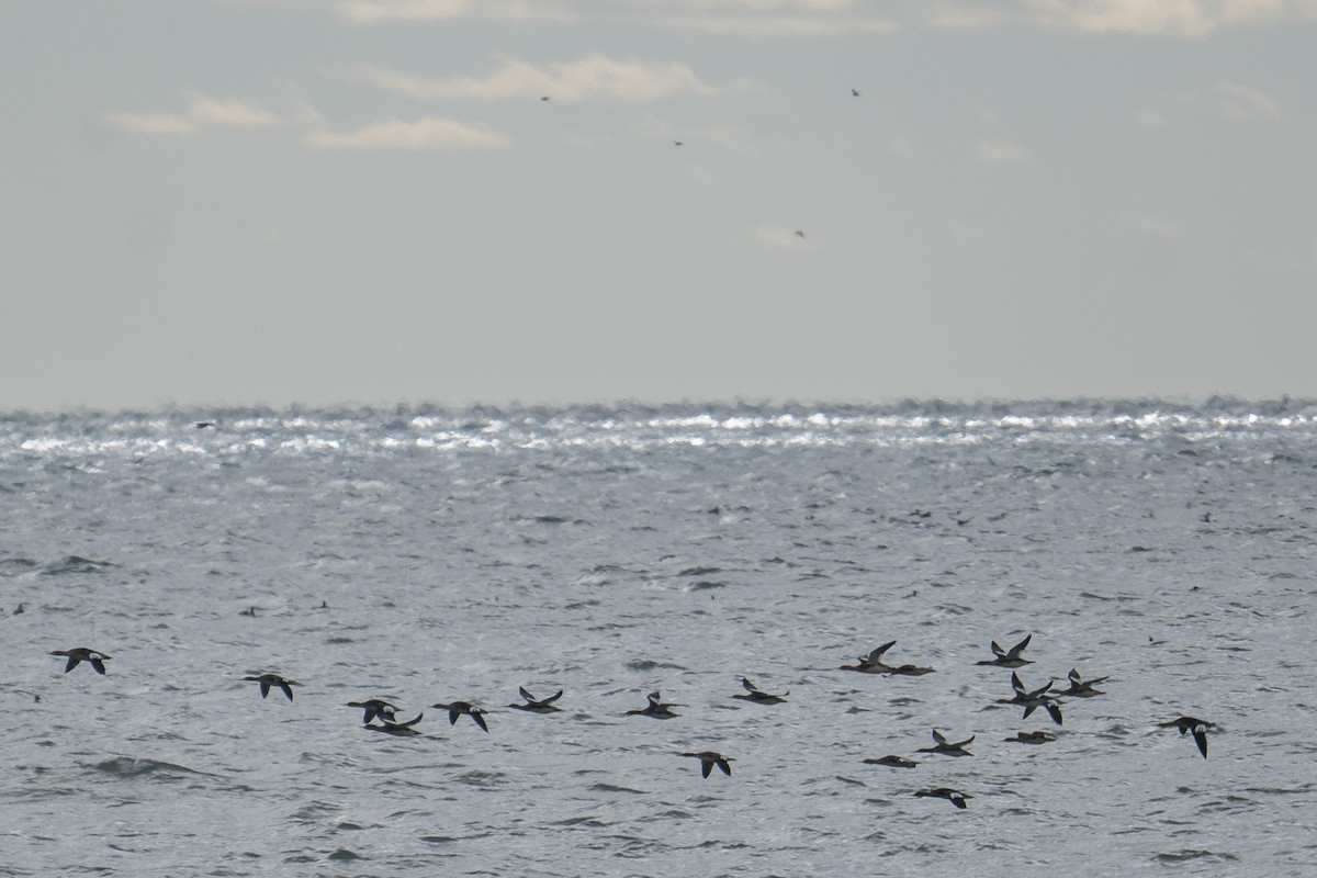 Red-breasted Merganser - ML646254570