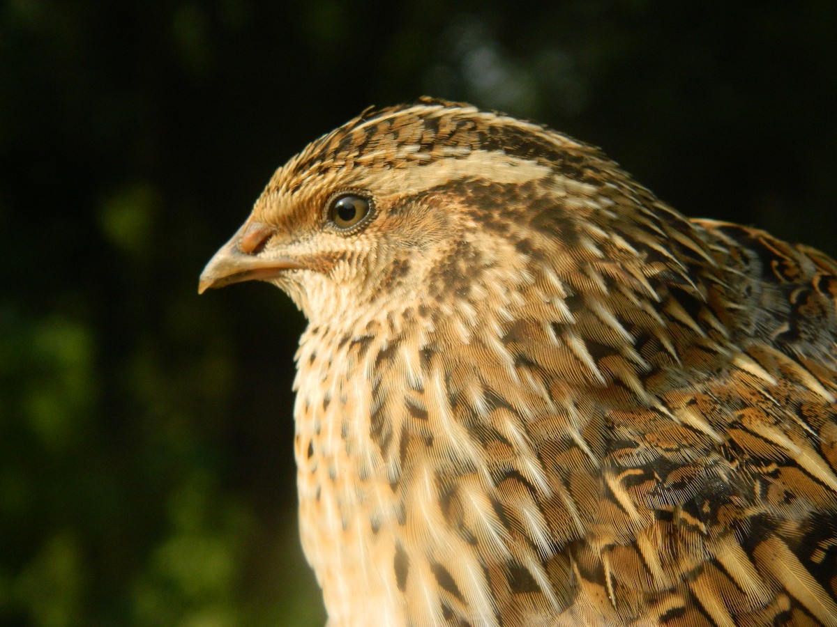 ヨーロッパウズラ - ML646254571