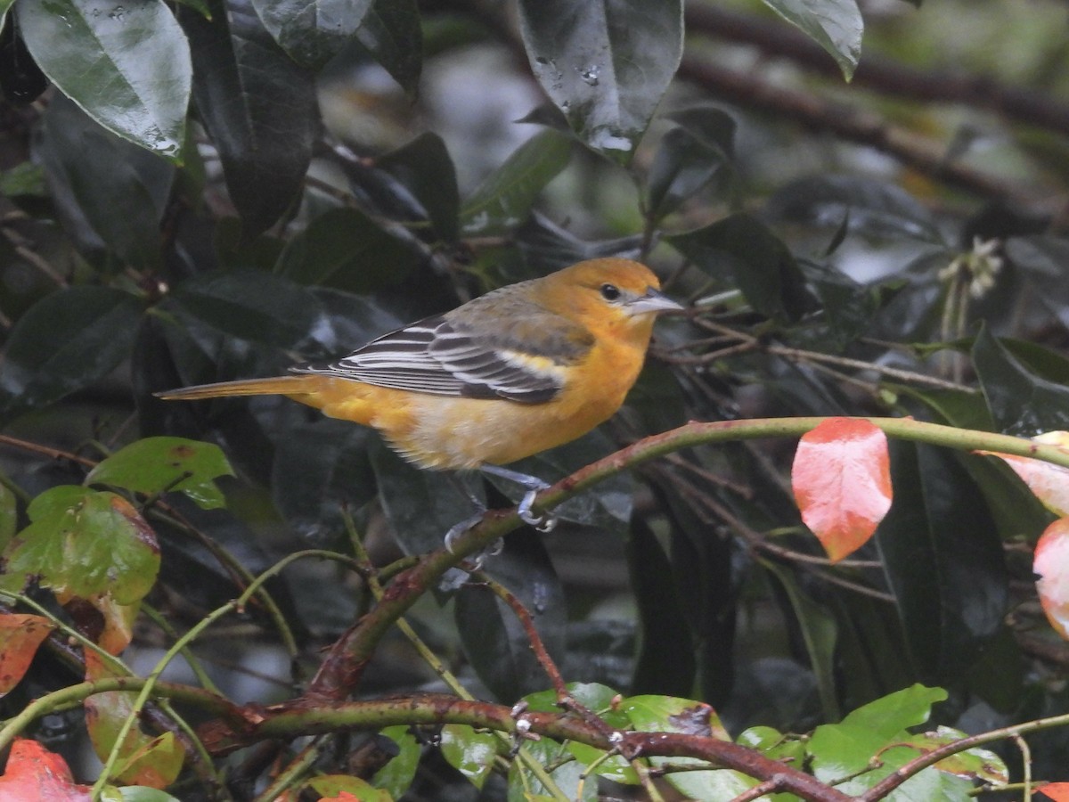 Baltimore Oriole - ML646254572