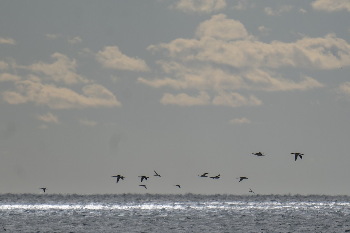 Red-breasted Merganser - ML646254574