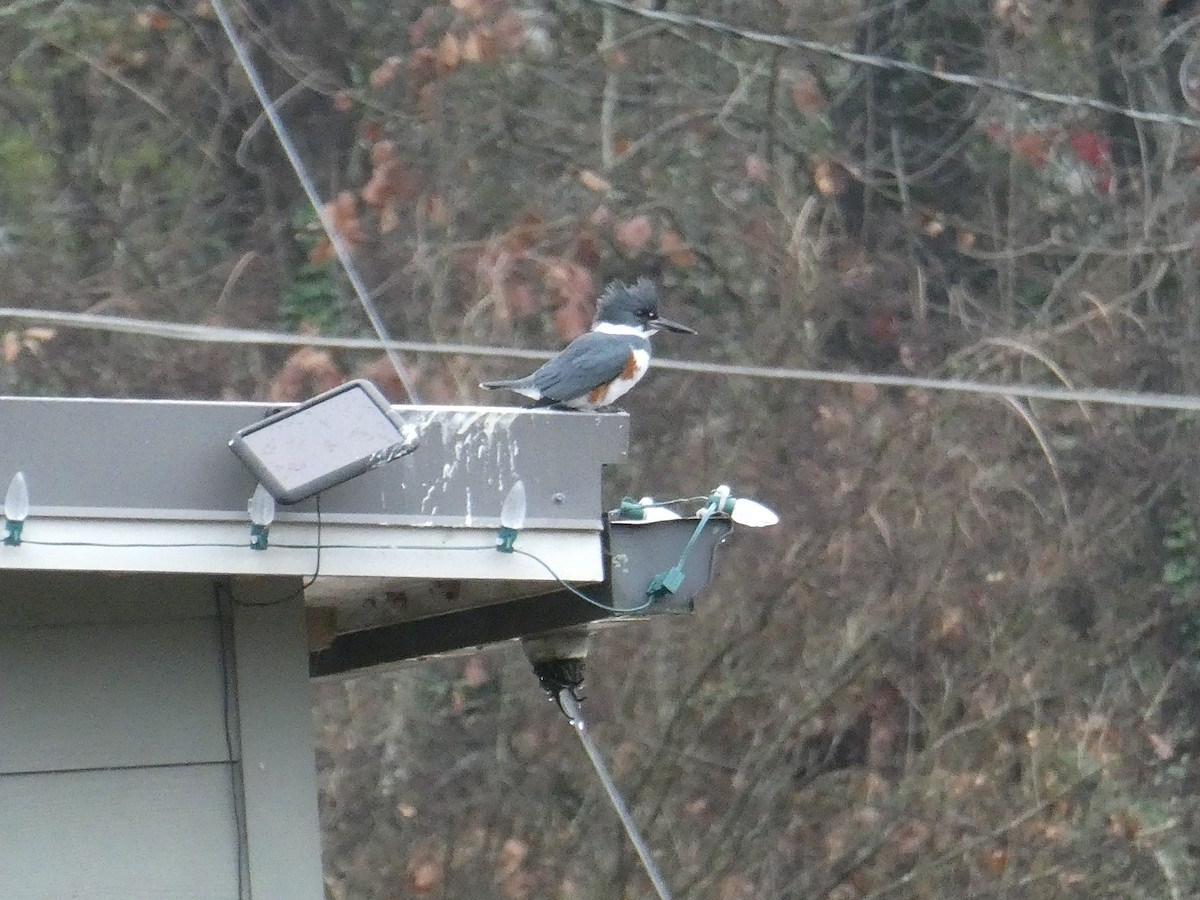 Belted Kingfisher - ML646254579