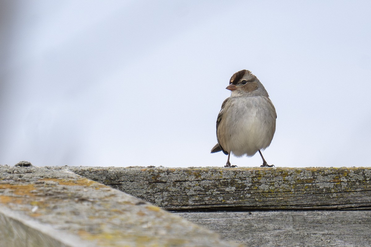 White-crowned Sparrow - ML646254581