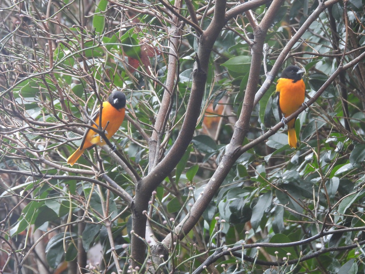 Baltimore Oriole - ML646254584