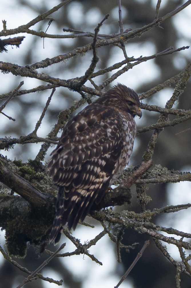 Красноплечий канюк - ML646254585