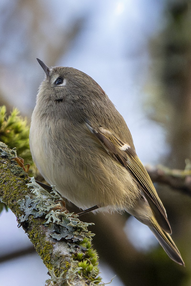 králíček americký - ML646254589